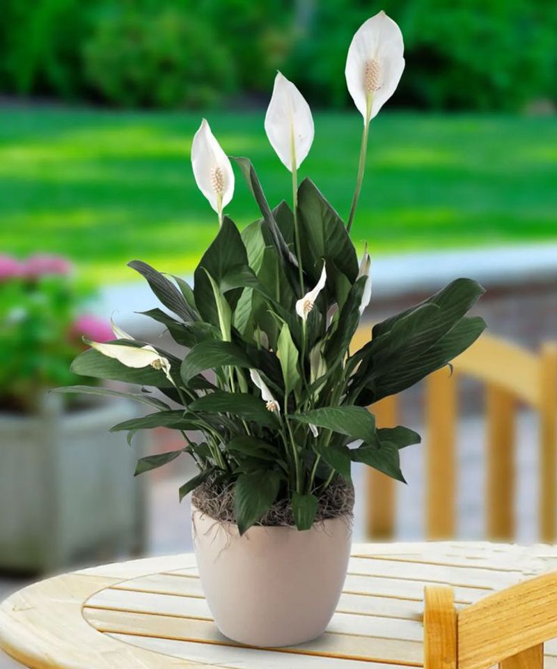 Peace Lilies