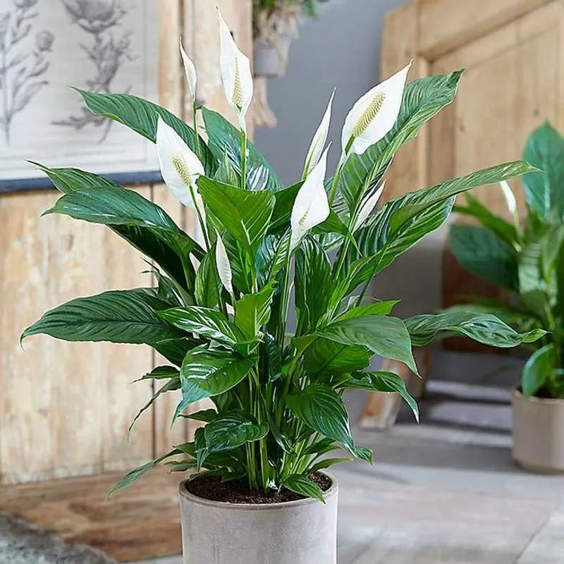 Peace Lily