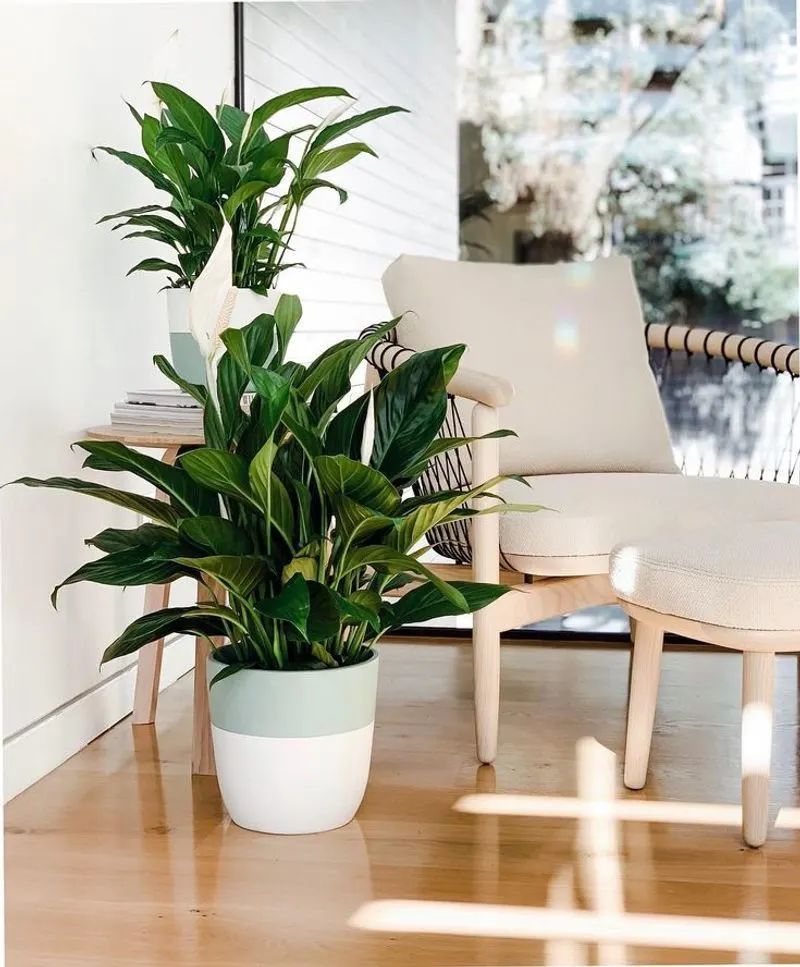 Peace Lily