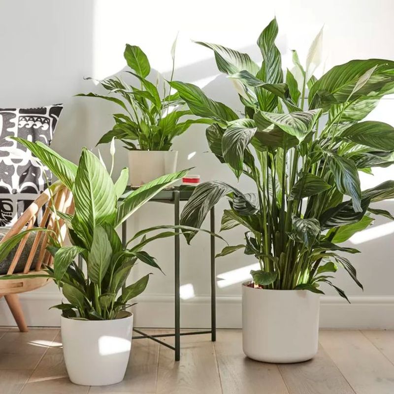 Peace Lily