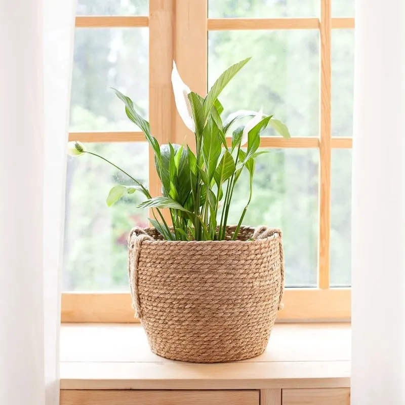 Peace Lily