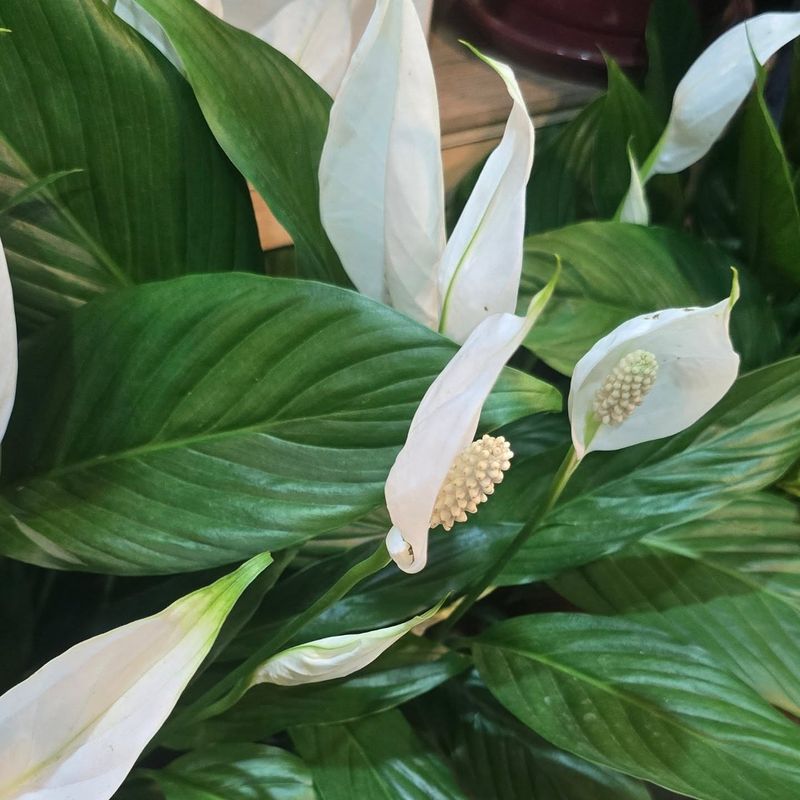 Peace Lily