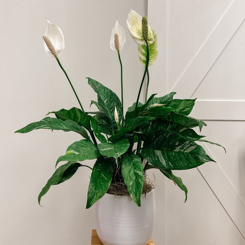 Peace Lily