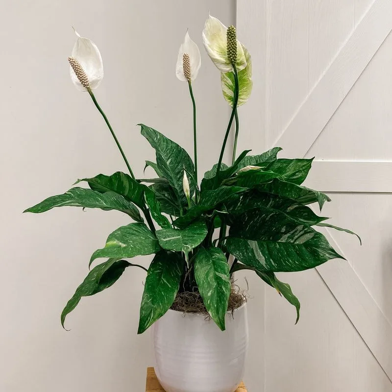 Peace Lily