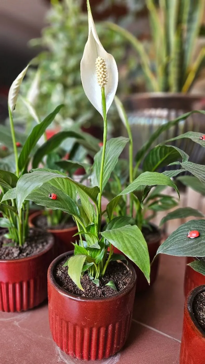 Peace Lily