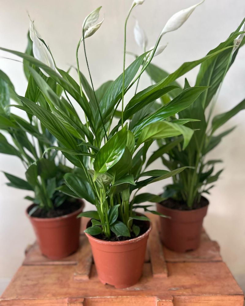 Peace Lily