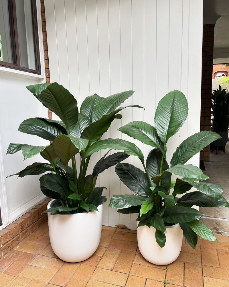 Peace Lily