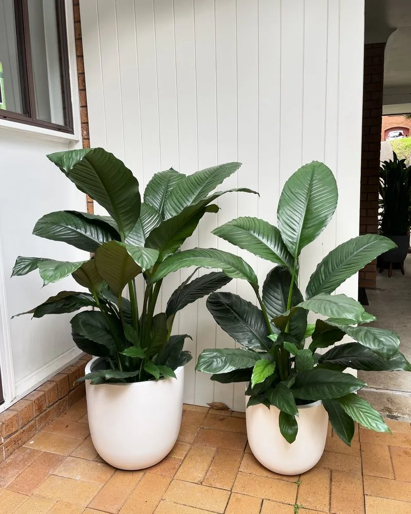 Peace Lily
