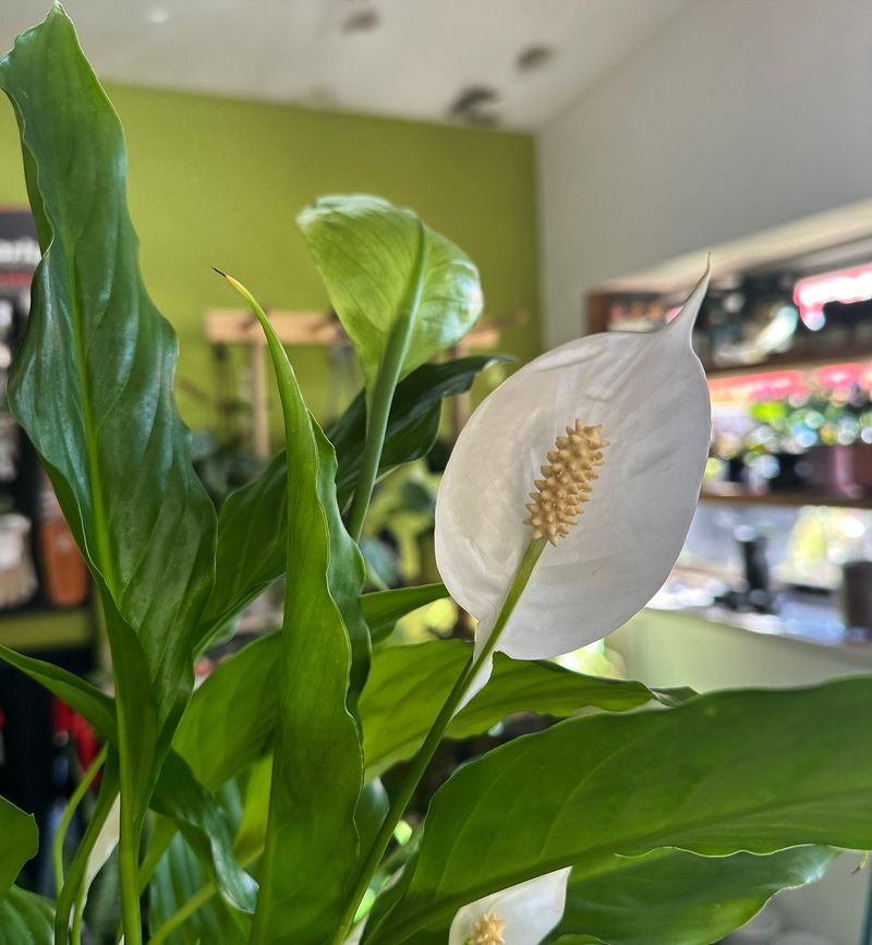Peace Lily