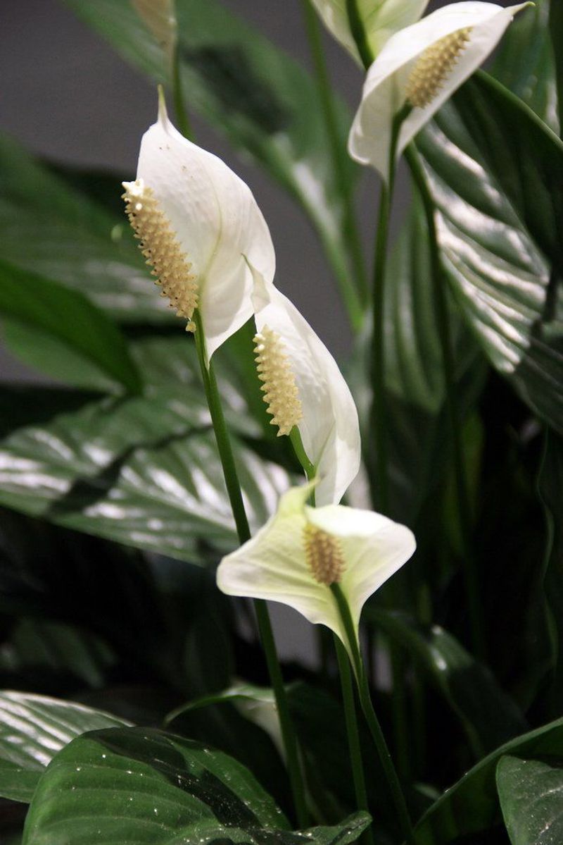 Peace Lily