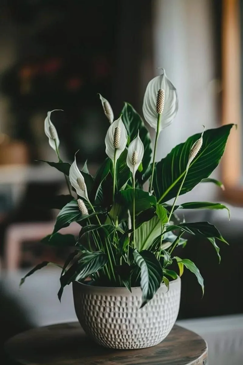 Peace Lily