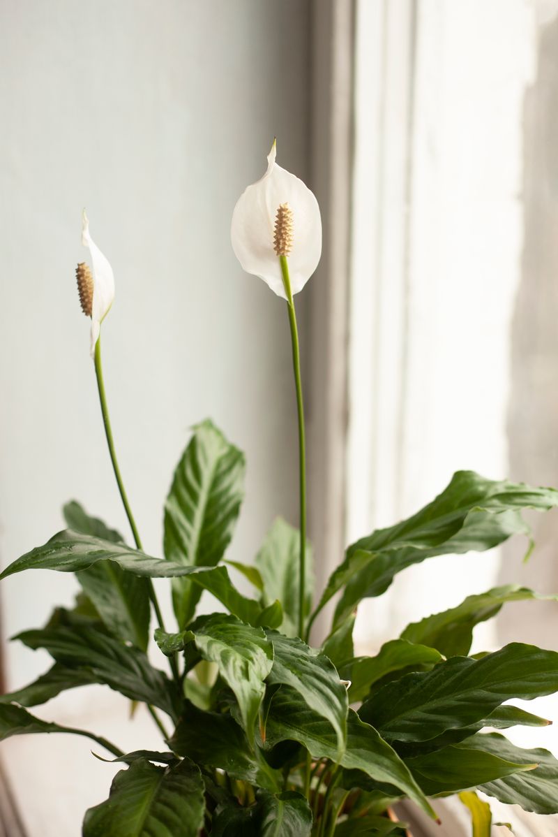 Peace Lily