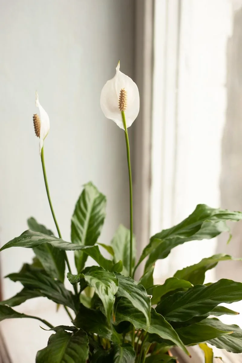 Peace Lily
