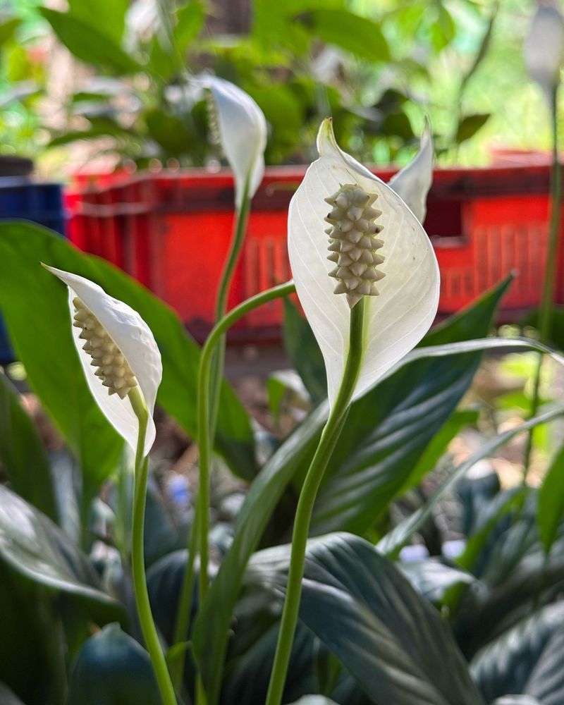 Peace Lily