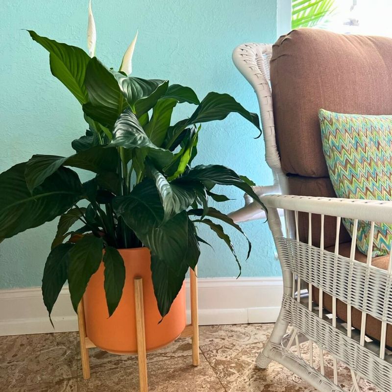 Peace Lily