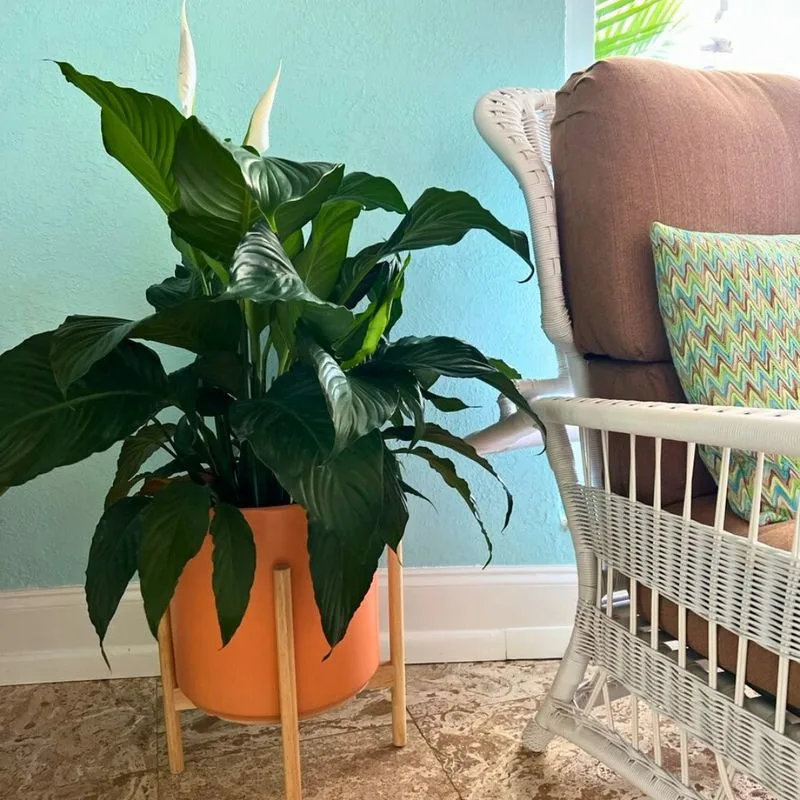 Peace Lily