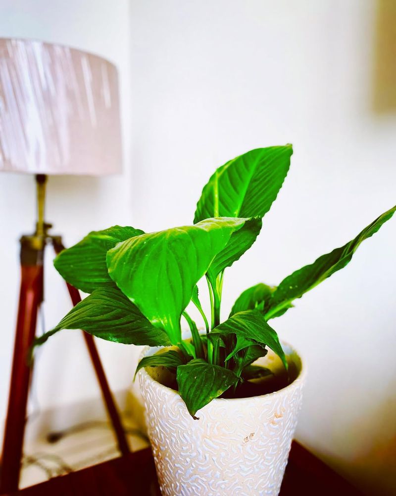 Peace Lily