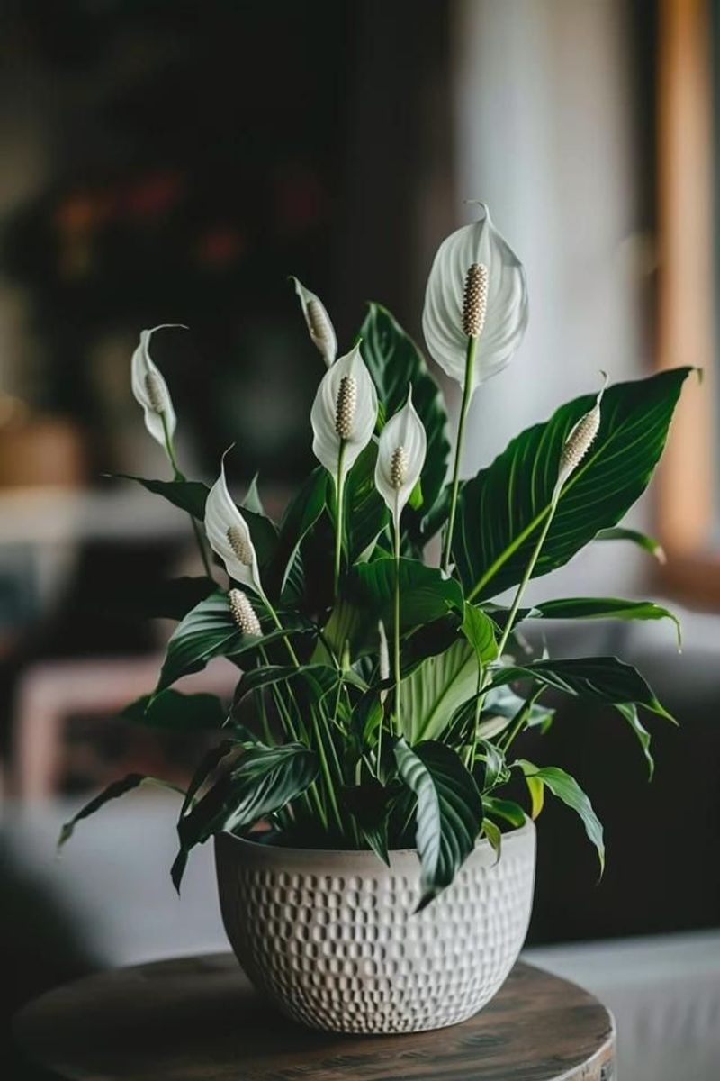 Peace Lily