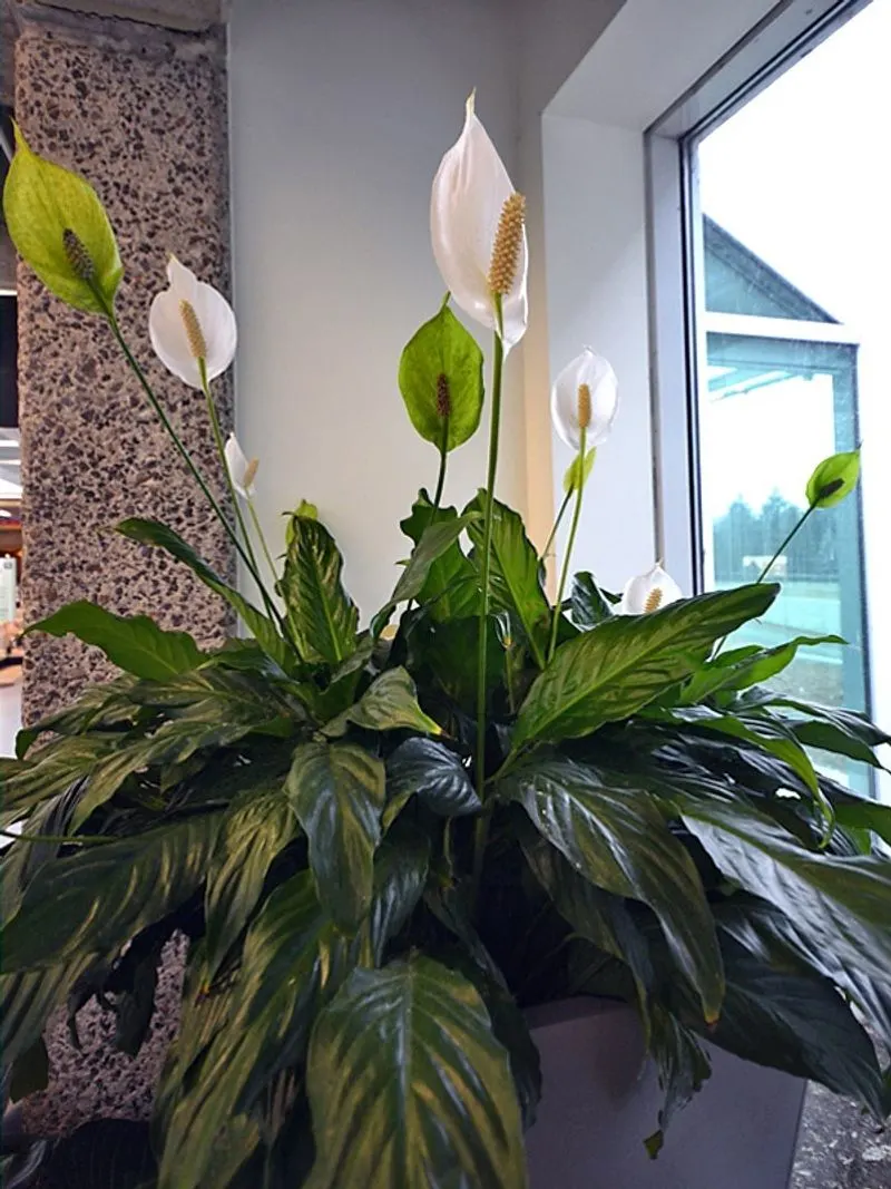 Peace Lily