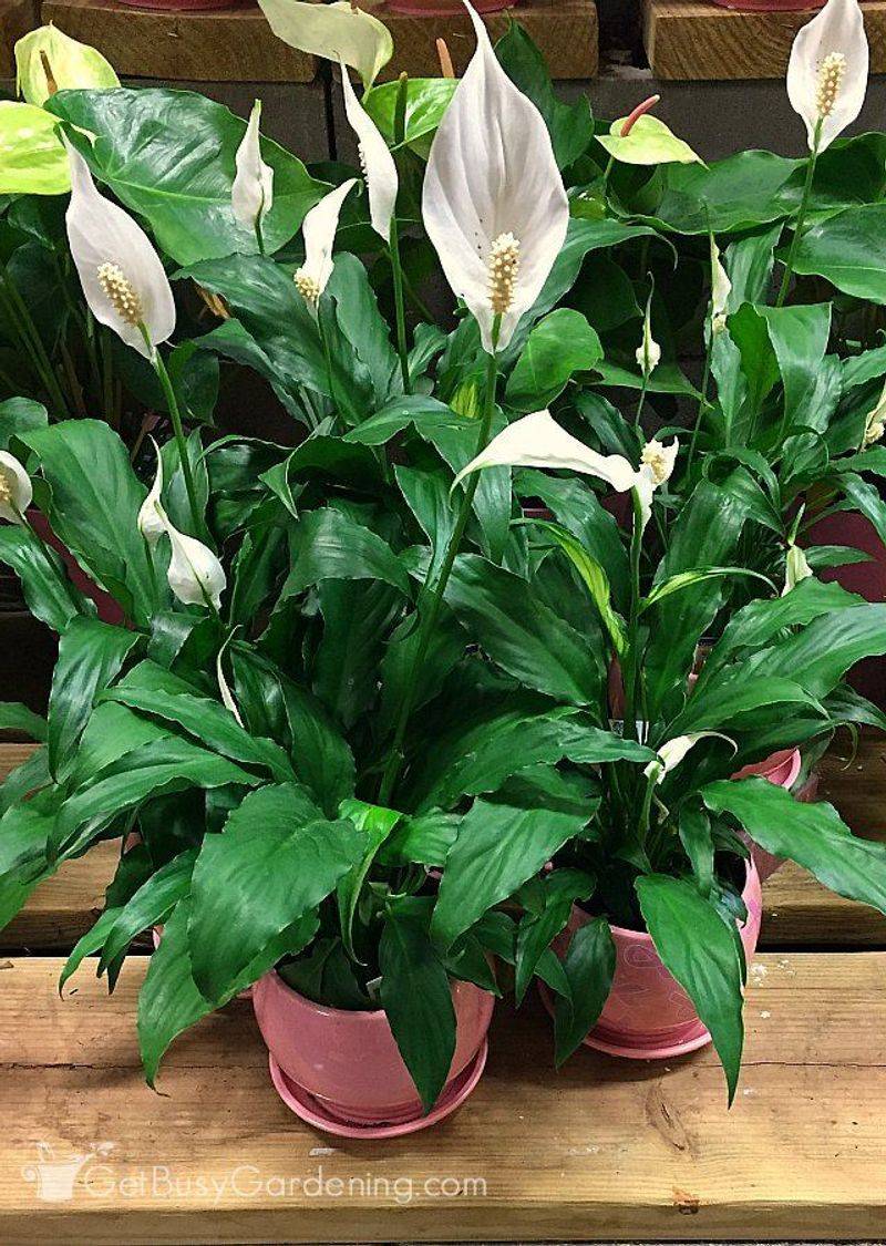 Peace Lily