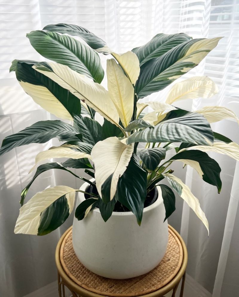 Peace Lily