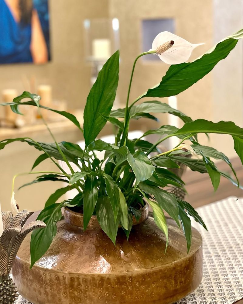 Peace Lily