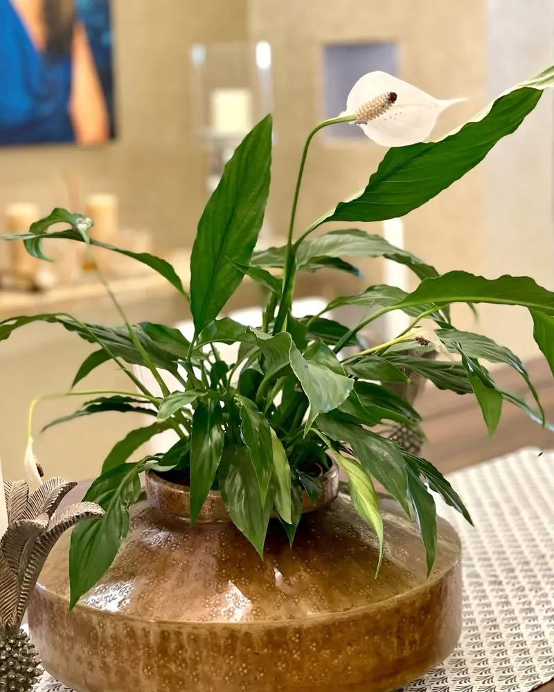 Peace Lily