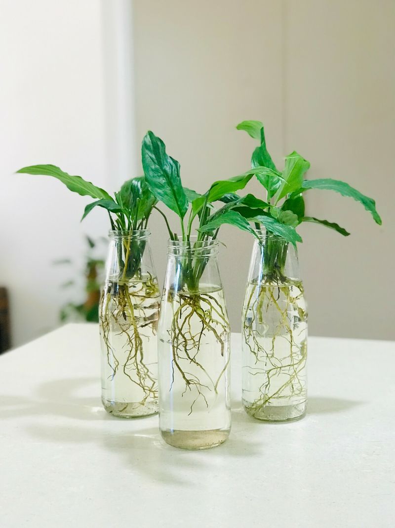 Peace Lily