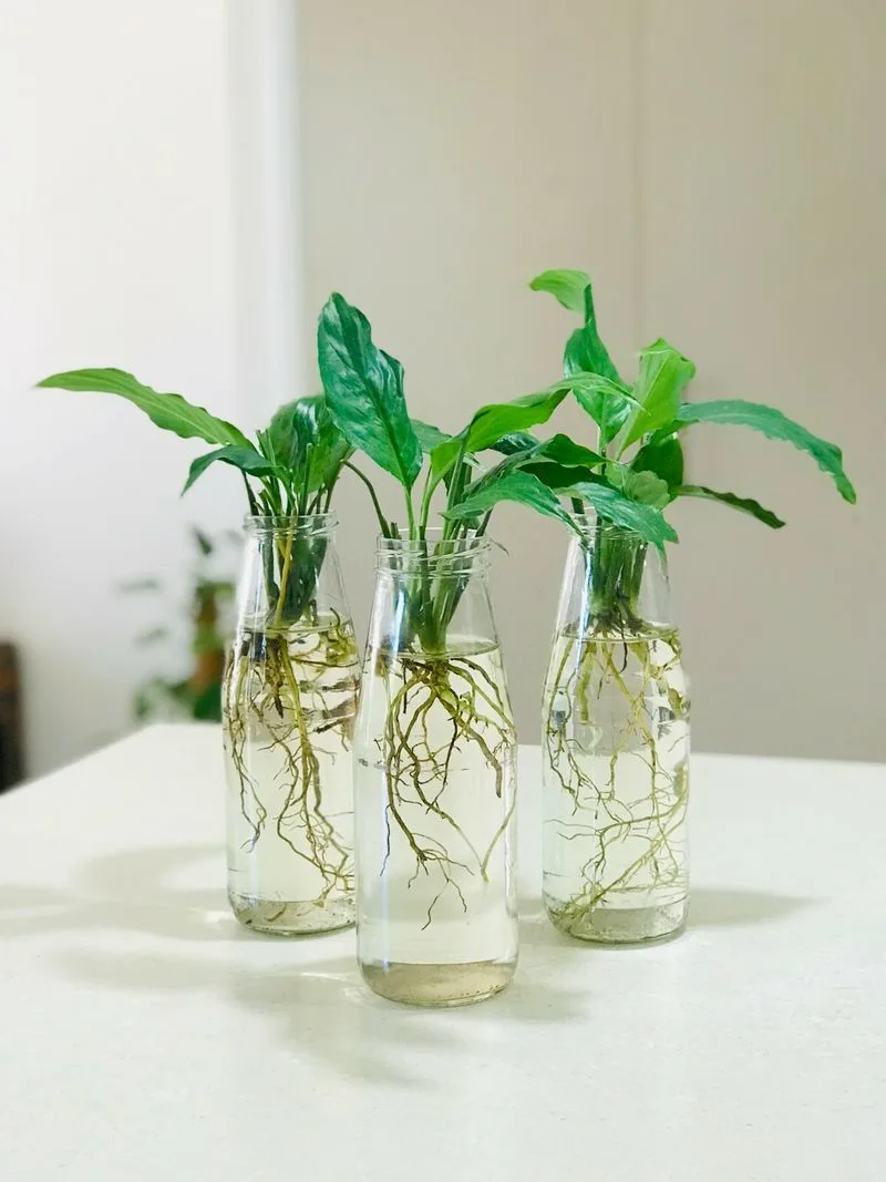 Peace Lily