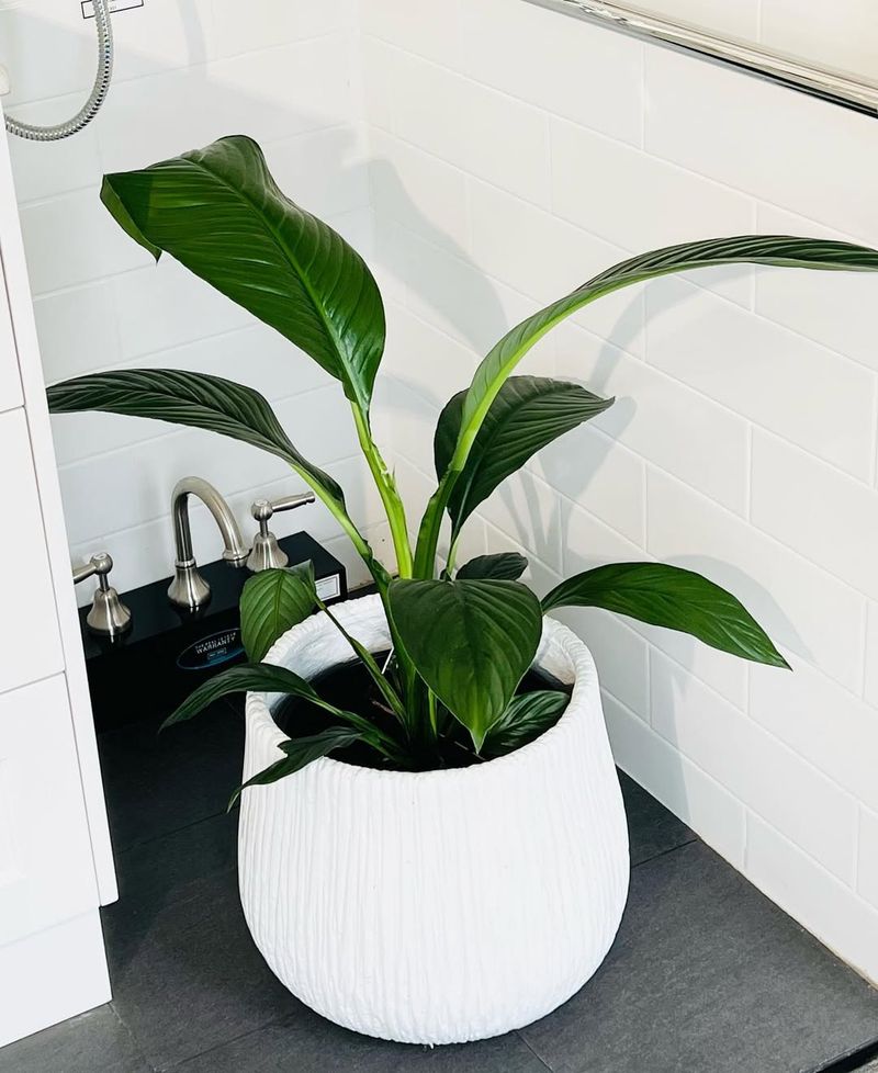 Peace Lily