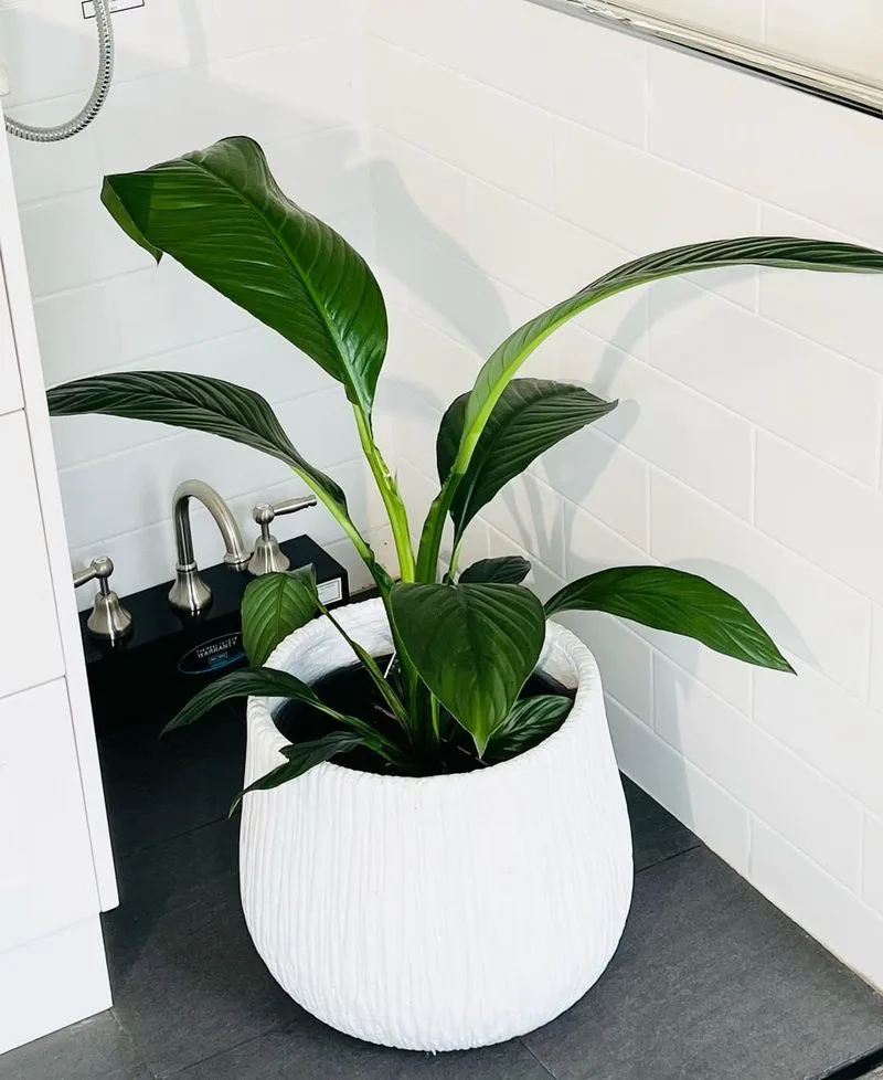 Peace Lily