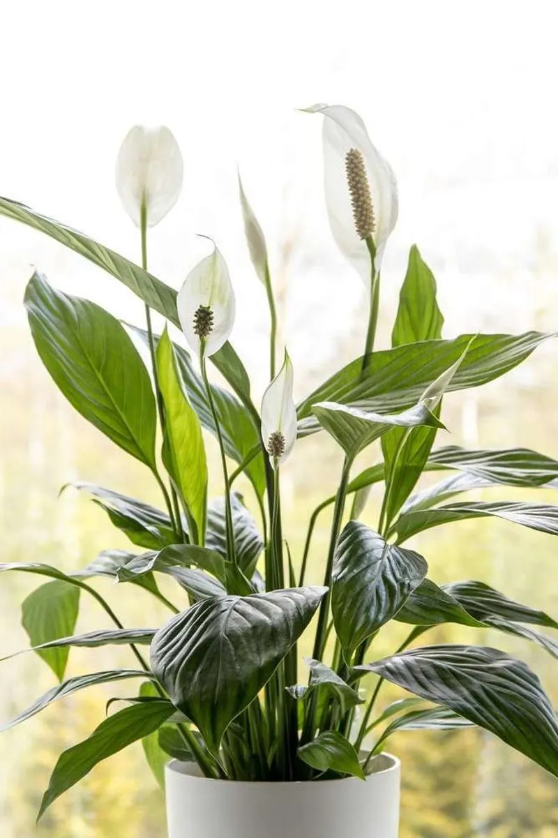 Peace Lily