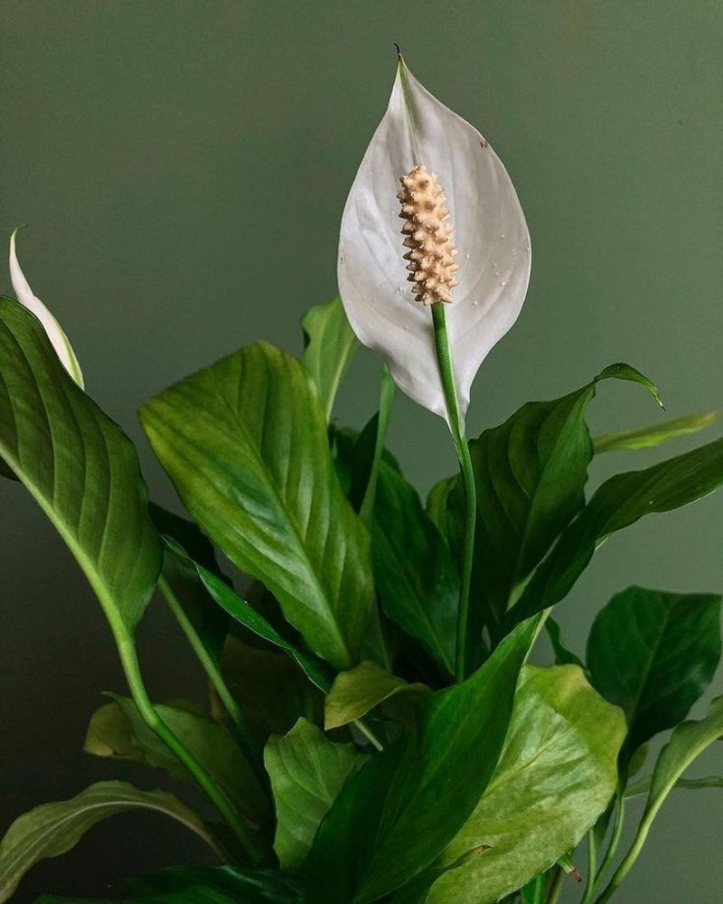Peace Lily