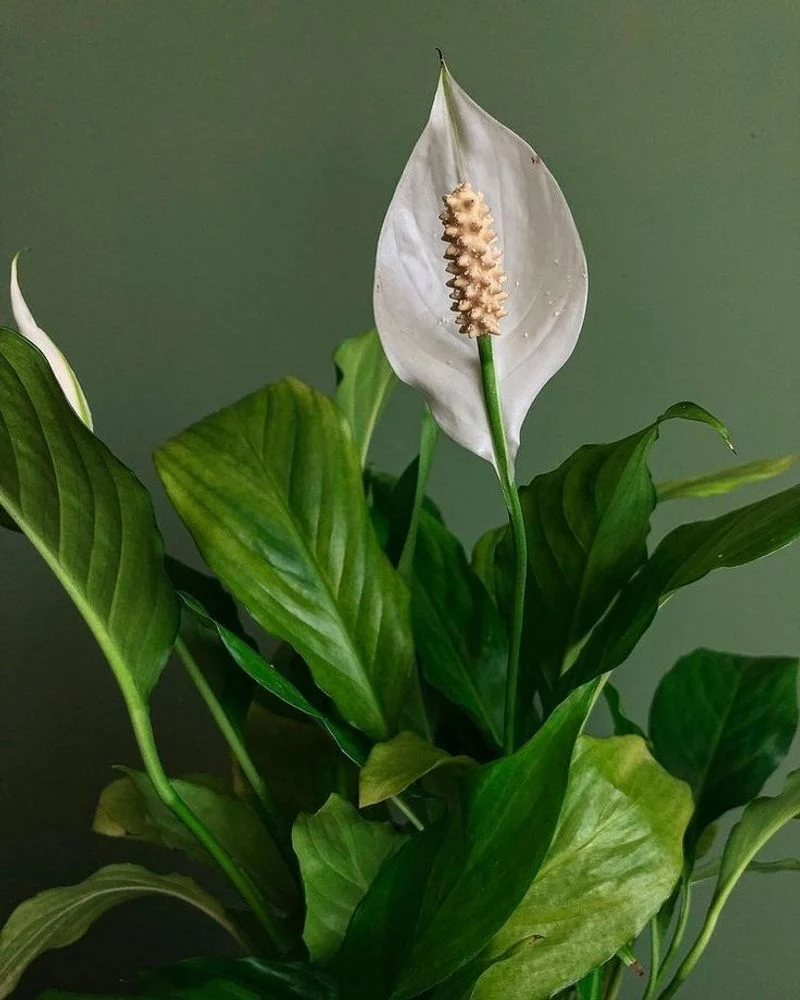 Peace Lily