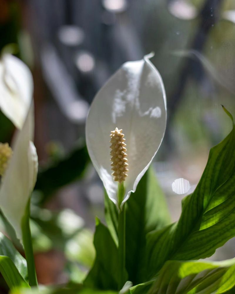 Peace Lily Serenity