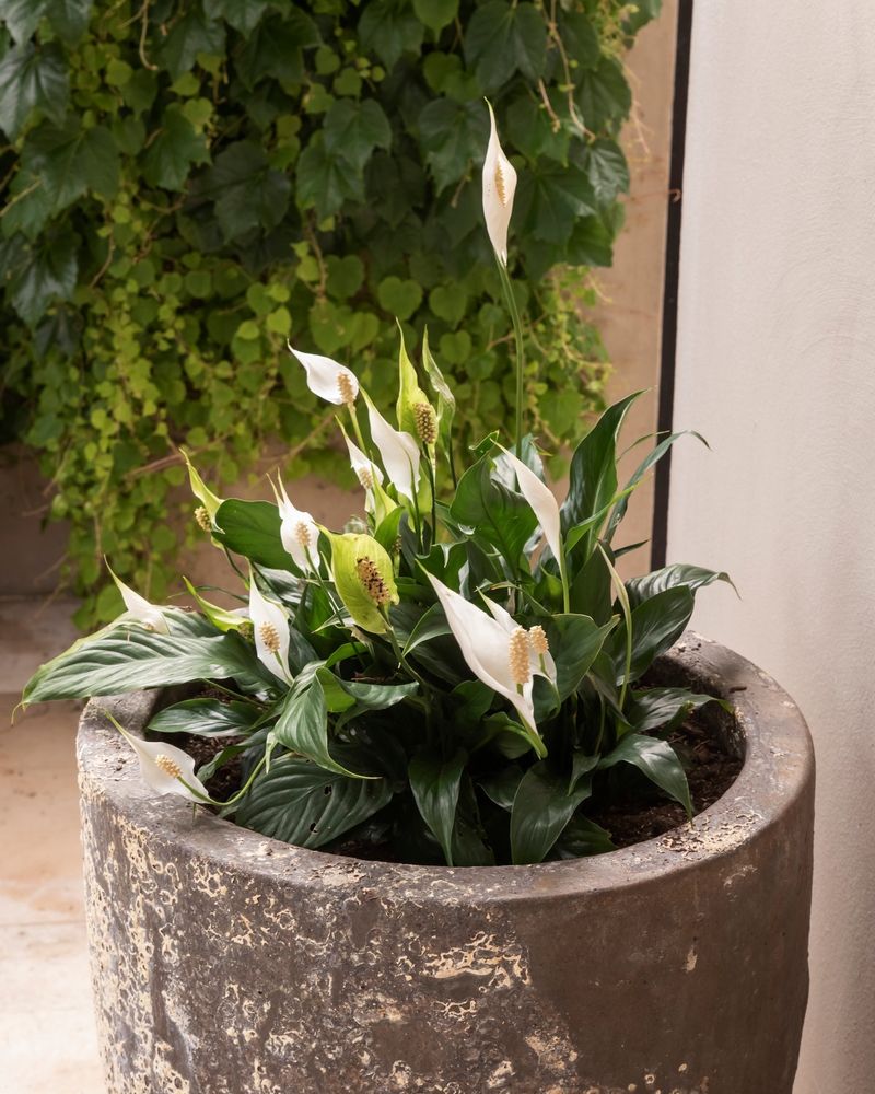Peace Lily (Spathiphyllum)