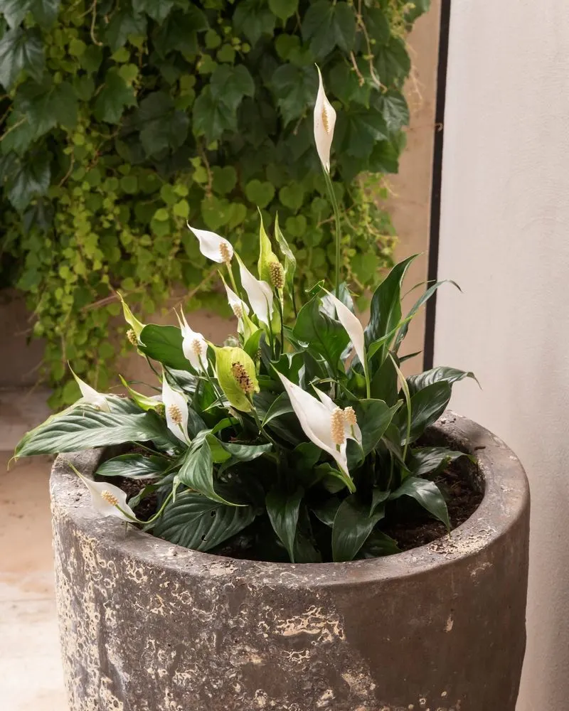 Peace Lily (Spathiphyllum)