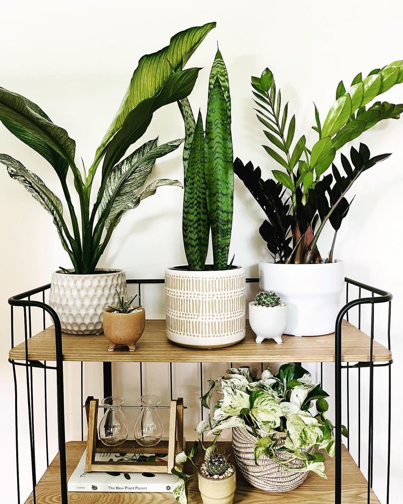 Peace Lily and ZZ Plant