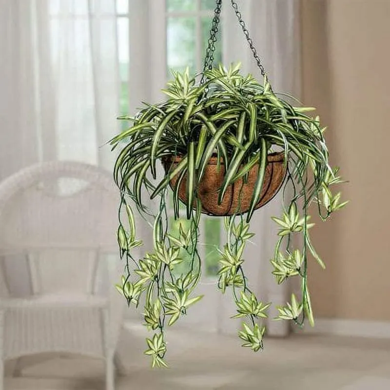Spider Plant