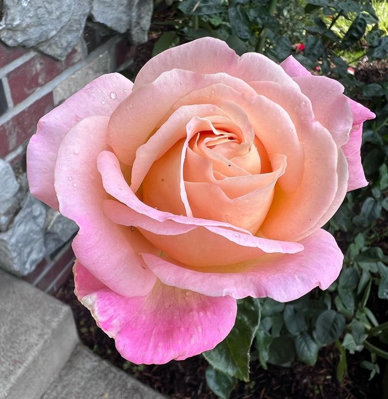 Peace Rose