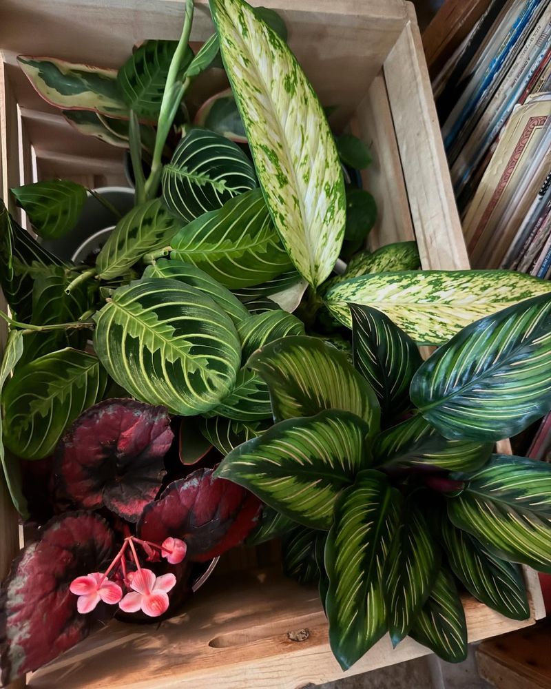 Peaceful Plant