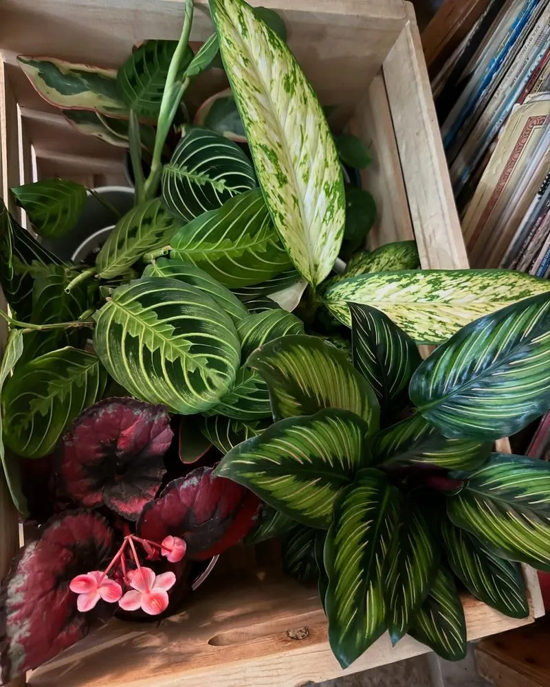 Peaceful Plant