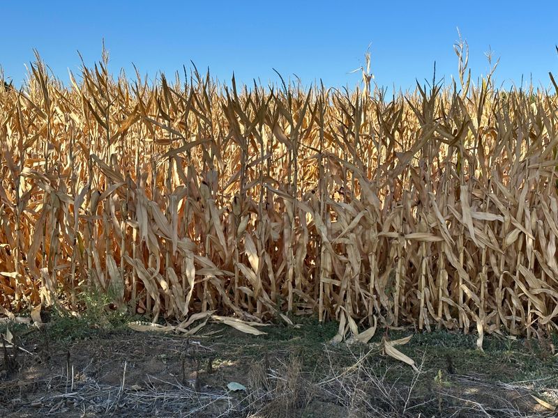 Corn