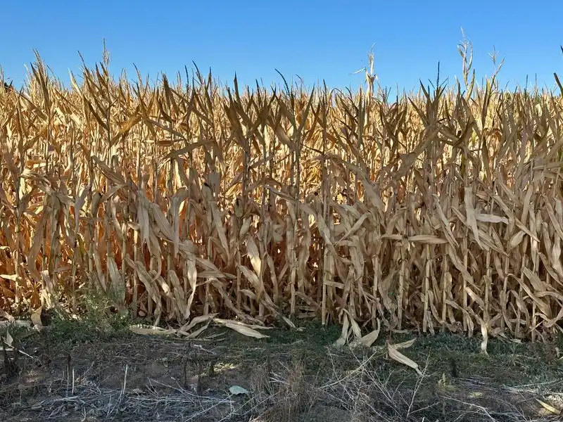 Corn