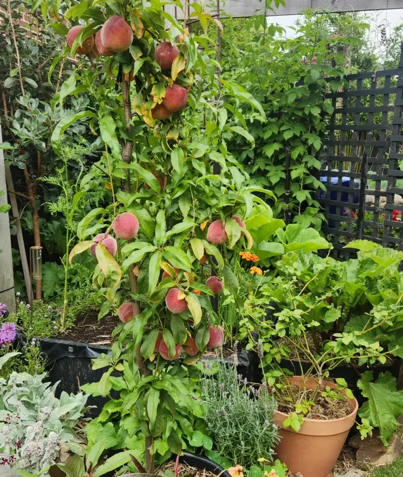 Peaches
