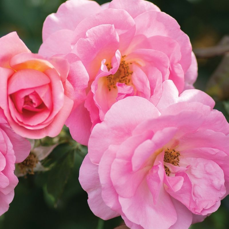 Peachy Knock Out Rose