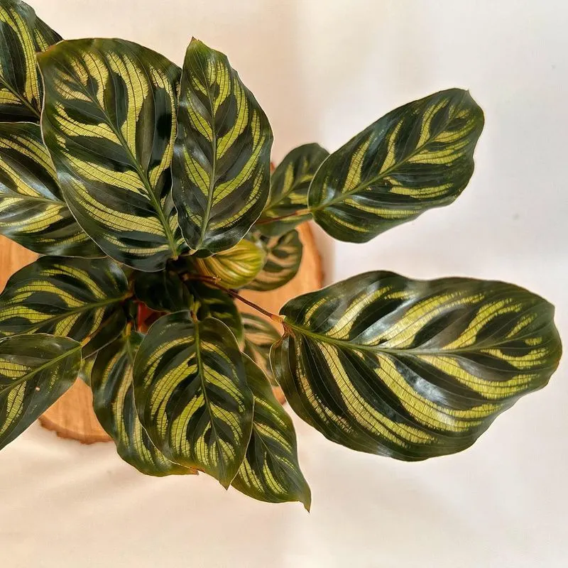 Peacock Plant Leaf