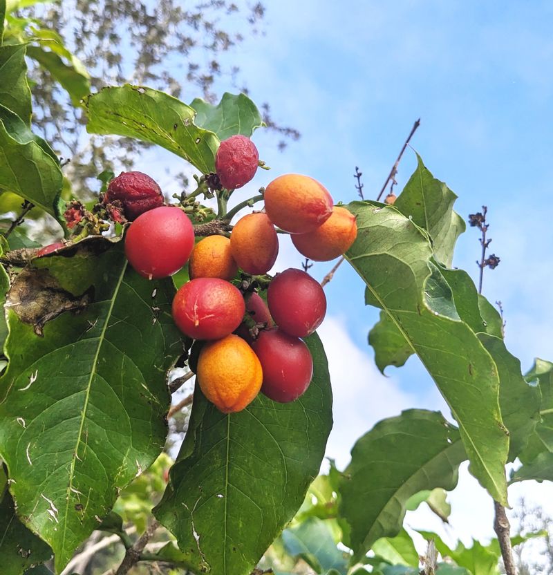 Peanut Butter Tree