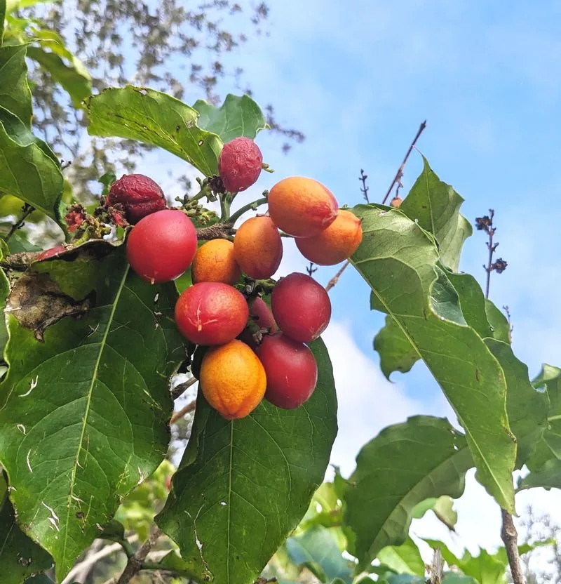 Peanut Butter Tree