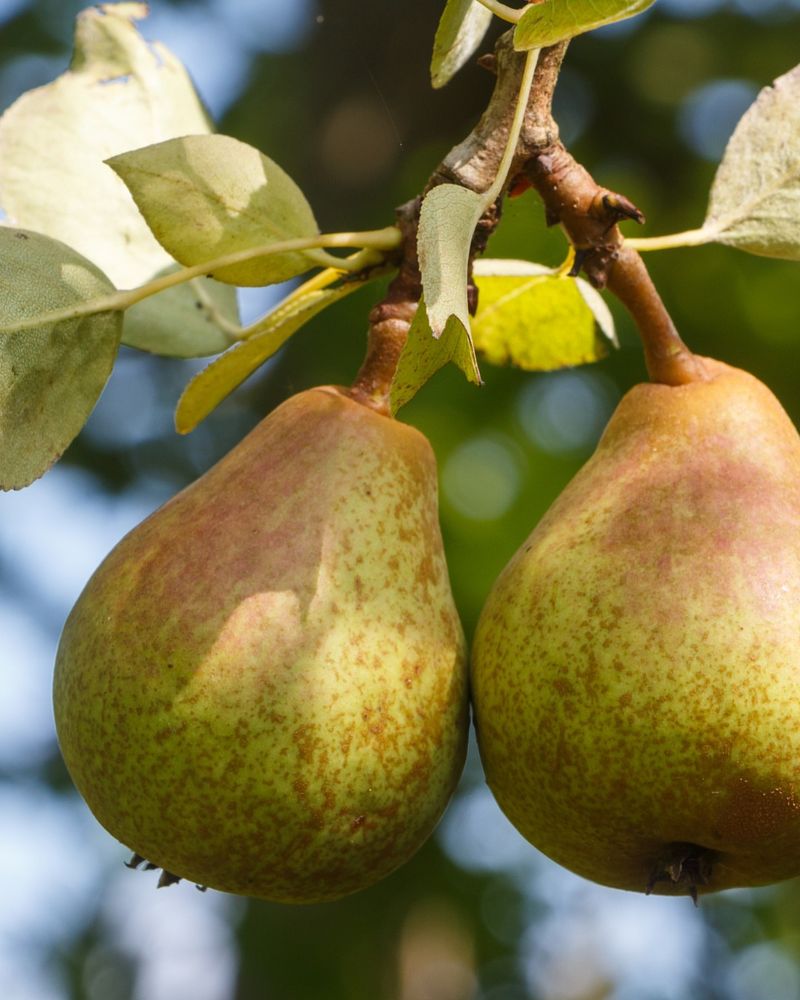 Pear Tree